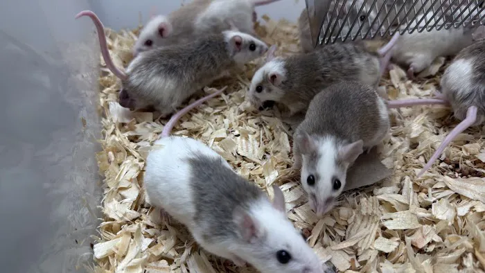 Mice Mice Baby Picture 7