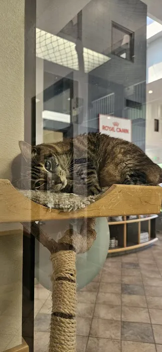 VCA Santa Margarita Animal Hospital Picture 3