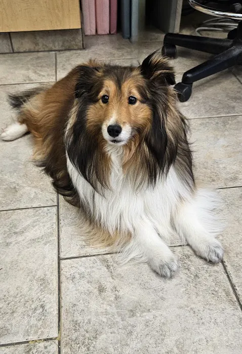 VCA Santa Margarita Animal Hospital Picture 5