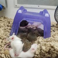 Petco ico