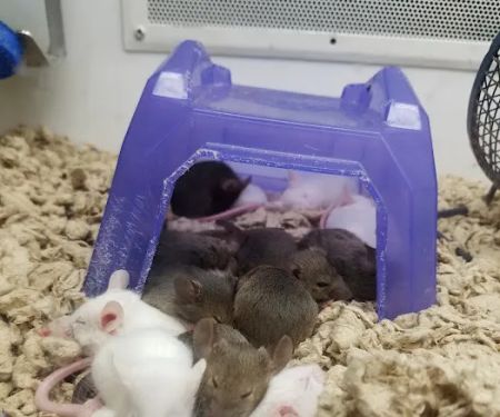 Petco
