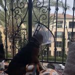 Animal Medical Center of Mission Viejo