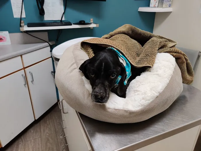 Animal Medical Center of Mission Viejo Picture 7