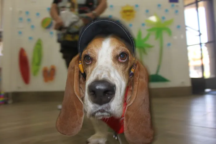Oso Pet Care Center Picture 8