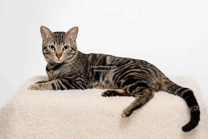 Oso Pet Care Center Picture 4
