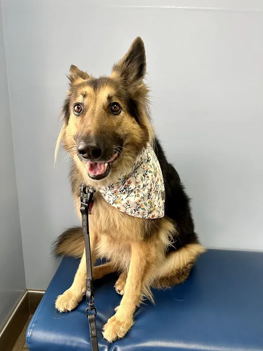 Oso Pet Care Center Picture 9