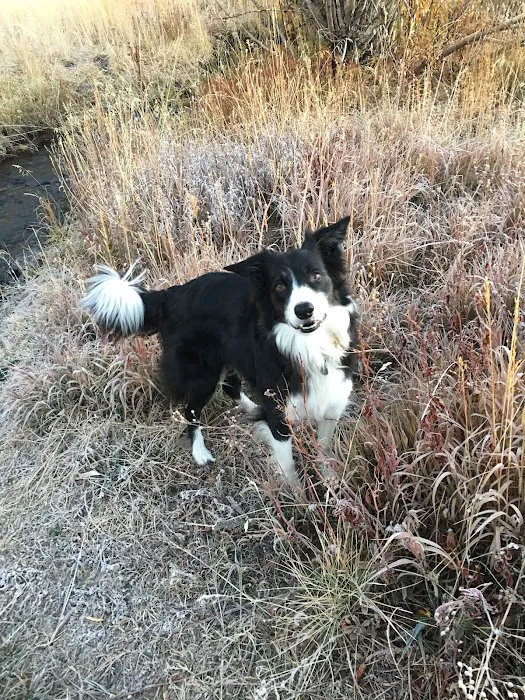 Oso Pet Care Center Picture 3