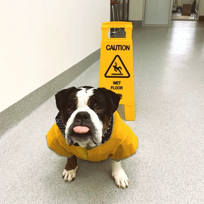Oso Pet Care Center Picture 10