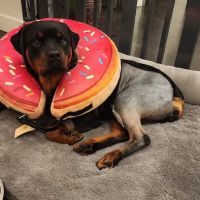 Precision Veterinary Surgery ico