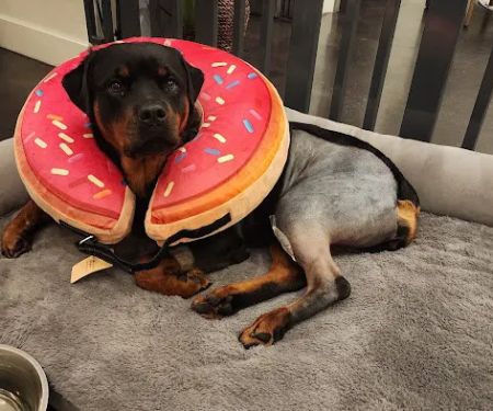 Precision Veterinary Surgery