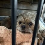 BrightCare Veterinary Group - Animal Neurology & Imaging