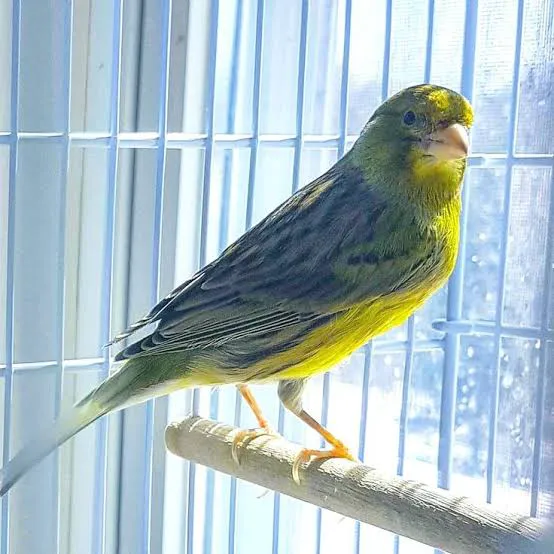 Colorful Canary Picture 4