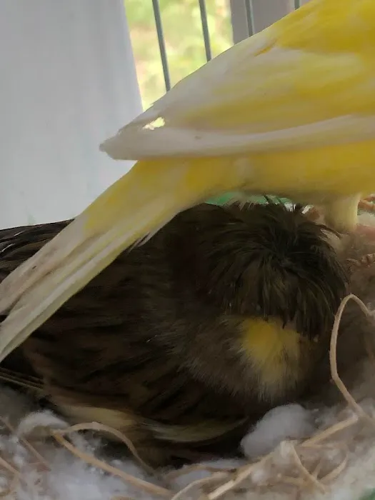 Colorful Canary Picture 9