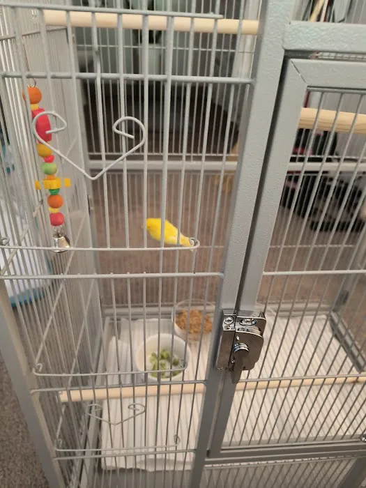 Colorful Canary Picture 1