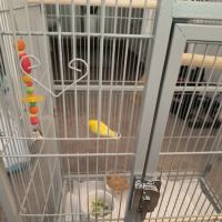 Colorful Canary ico