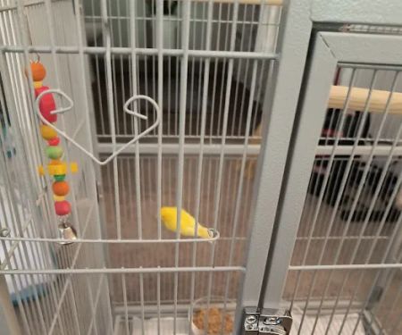 Colorful Canary