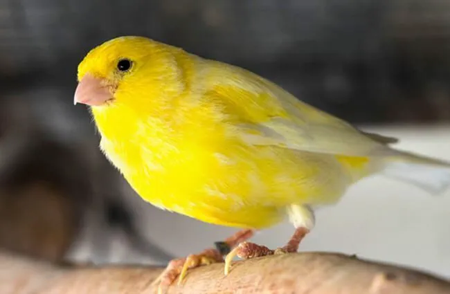Colorful Canary Picture 5