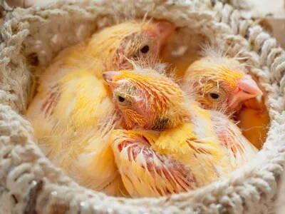 Colorful Canary Picture 7