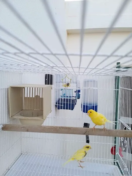Colorful Canary Picture 8