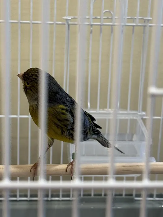 Colorful Canary Picture 2