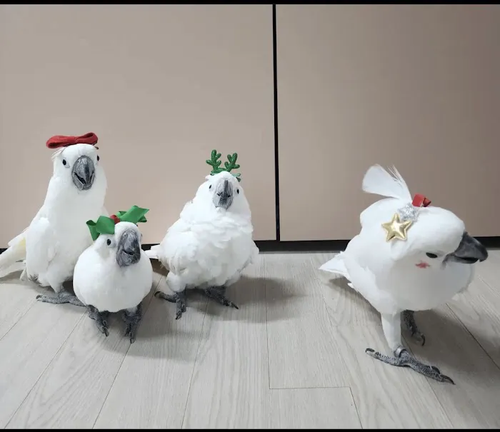 Grey parrot & Birds Picture 2