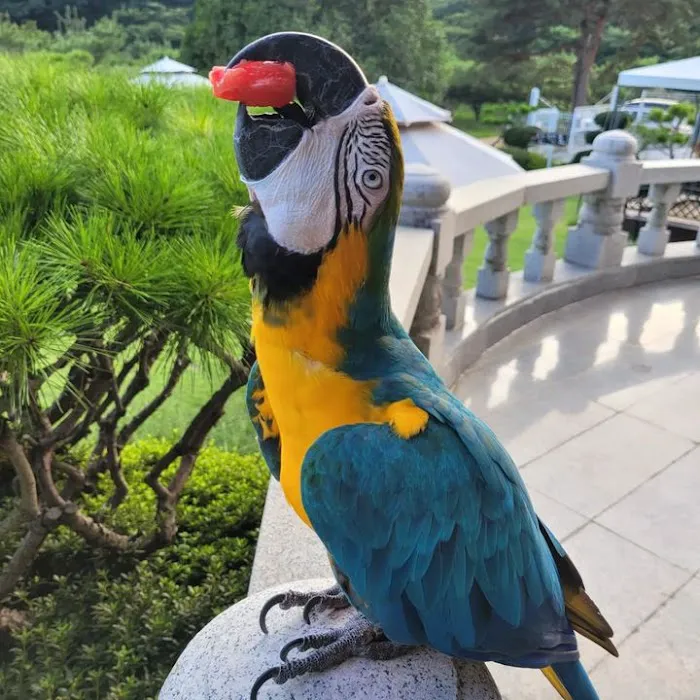 Grey parrot & Birds Picture 5