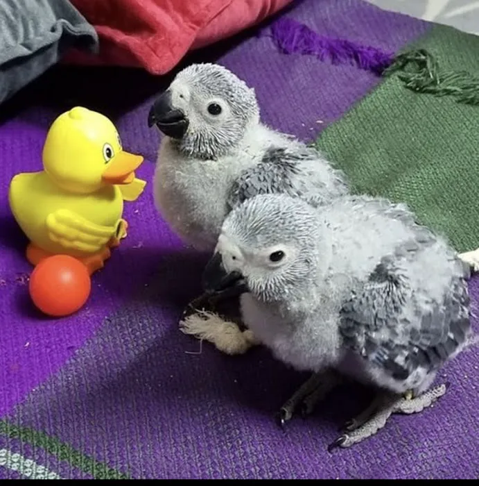 Grey parrot & Birds Picture 10