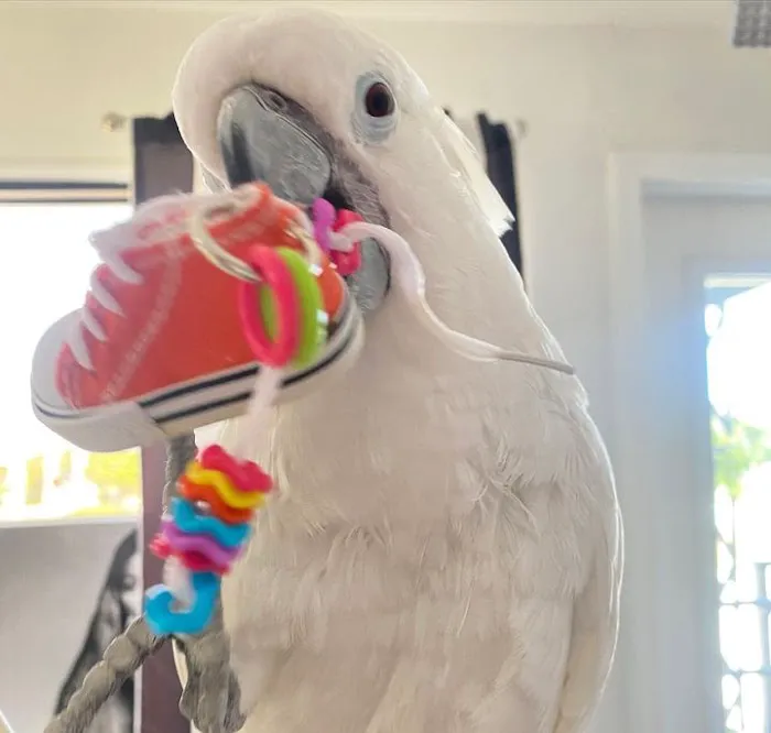 Grey parrot & Birds Picture 3