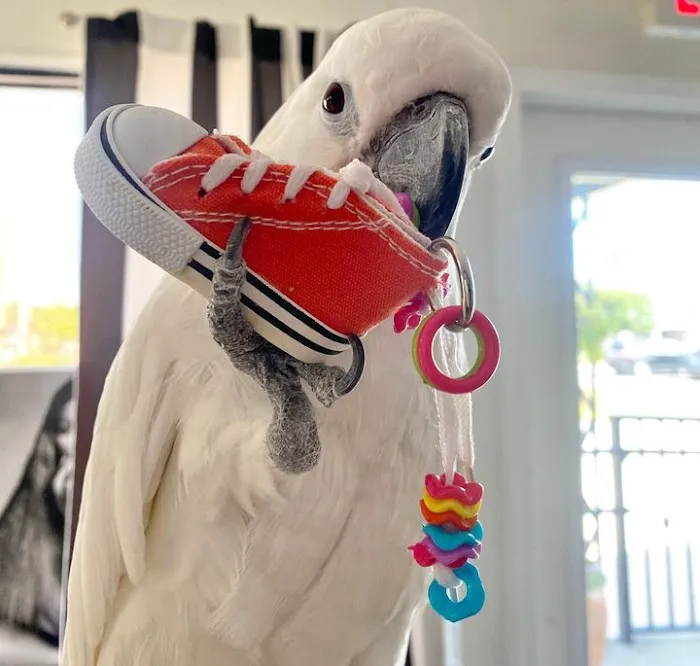 Grey parrot & Birds Picture 4