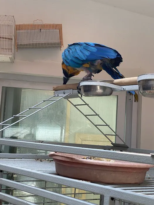 Maryland Exotic Birds Inc Picture 8