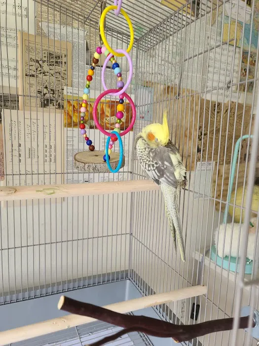 Maryland Exotic Birds Inc Picture 4