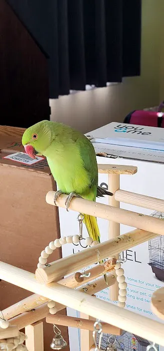 Maryland Exotic Birds Inc Picture 7