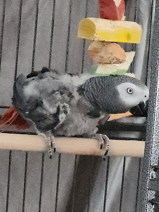 Maryland Exotic Birds Inc Picture 2