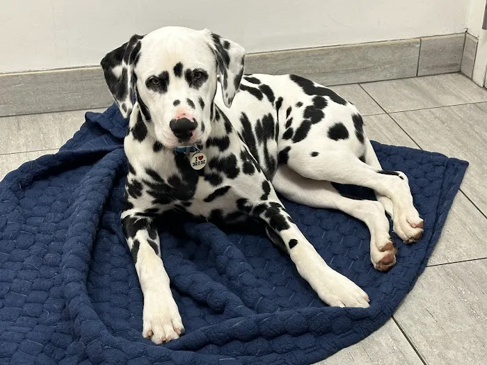 Animal Urgent Care of South Orange County Picture 8