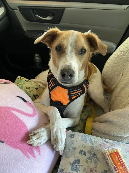 Animal Urgent Care of South Orange County Picture 10