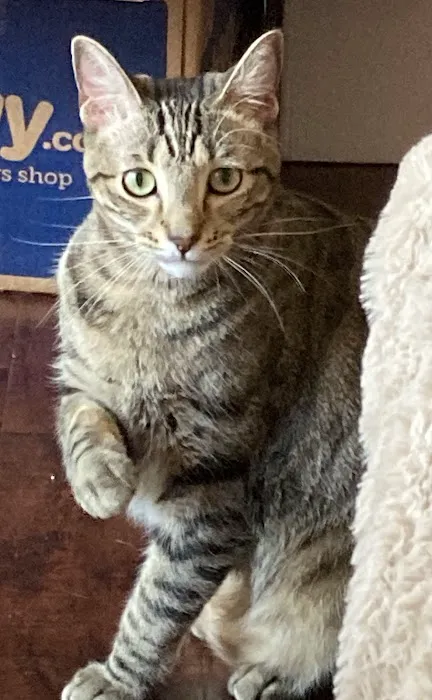 Animal Urgent Care of South Orange County Picture 7