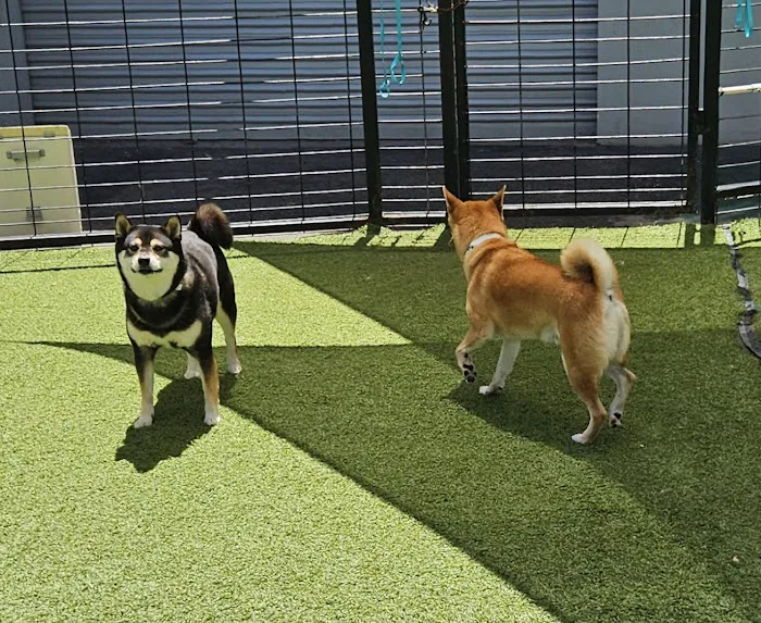 Banderas Pet Hospital & Boarding Picture 4