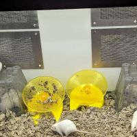 Petco ico