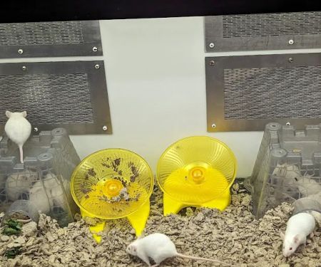 Petco