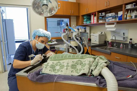 Rancho Viejo Animal Hospital Picture 6