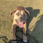 Rancho Viejo Animal Hospital