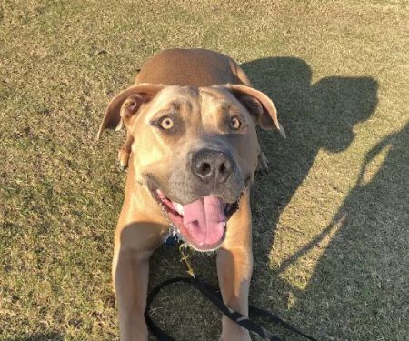 Rancho Viejo Animal Hospital