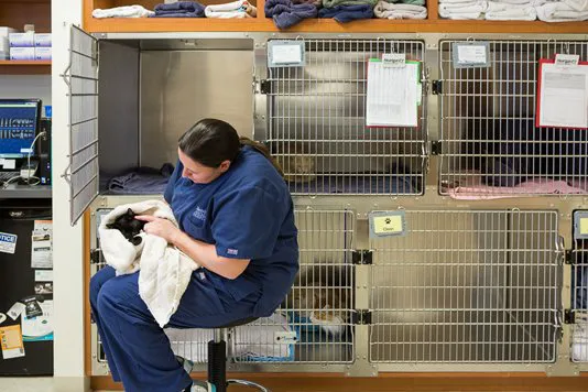 Rancho Viejo Animal Hospital Picture 5