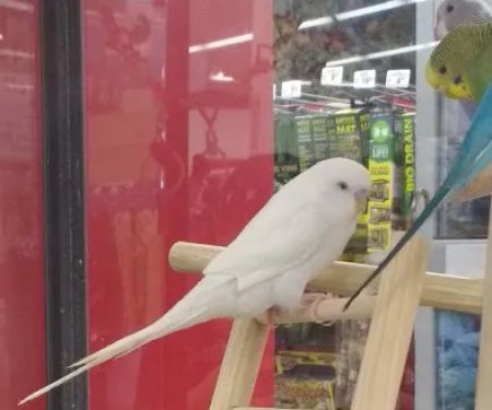 Petco