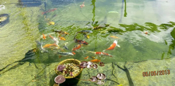 Koi Creations Picture 1