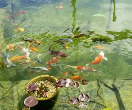 Koi Creations