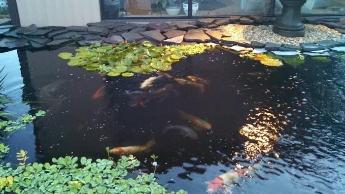 Koi Creations Picture 2