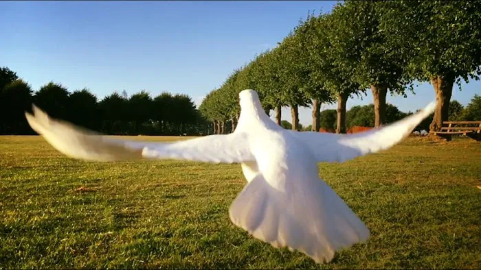 Memorable Moments Dove Release LLC Picture 7