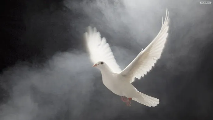 Memorable Moments Dove Release LLC Picture 6