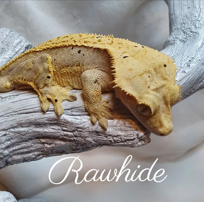 Gecko Gang Picture 1